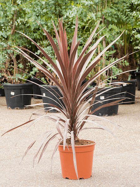 Cordyline australis 'Red Star', im 24cm Topf, H�he 85cm, Breite 65cm