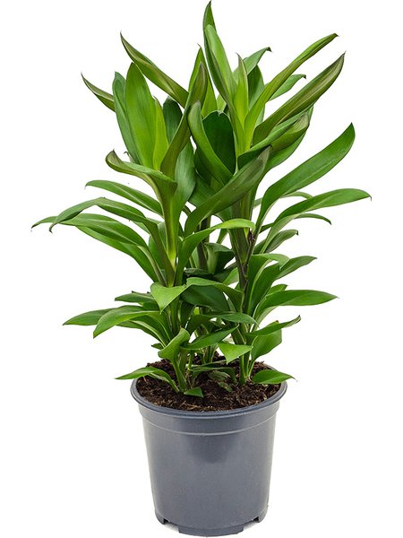 Cordyline fruticosa' Glauca', Tuff, im 19cm Topf, H�he 45cm, Breite 30cm