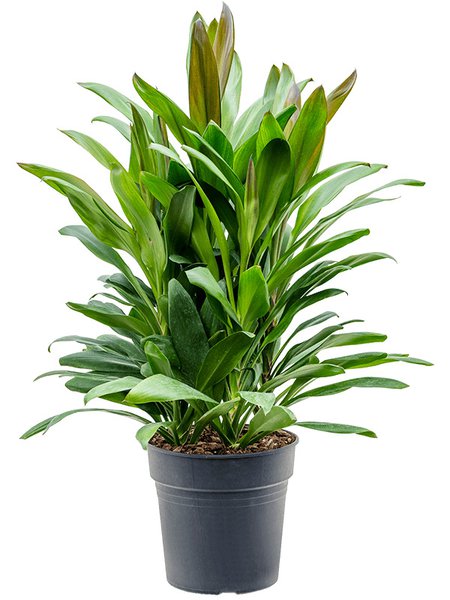 Cordyline fruticosa' Glauca', Tuff, im 24cm Topf, H�he 90cm, Breite 50cm