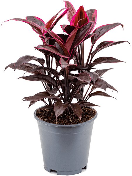 Cordyline fruticosa 'Mambo', Tuff, im 19cm Topf, H�he 50cm, Breite 30cm