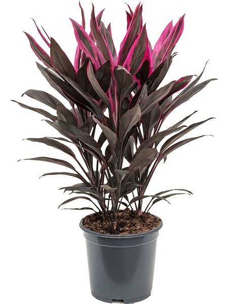 Cordyline fruticosa 'Tango', Tuff, im 19cm Topf, H�he 50cm, Breite 30cm