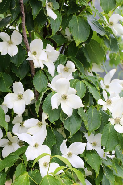 Cornus kousa chinensis China Girl