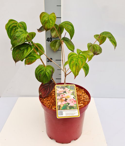 Japanischer Blumenhartriegel 'Rosabella' (Syn. 'Satomi')