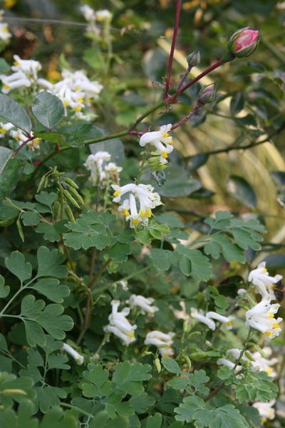 Corydalis ochroleuca