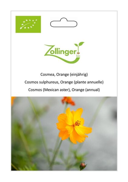 Cosmea, Orange (einj�hrig)
