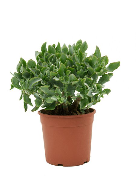 Crassula argentea, Busch, im 17cm Topf, H�he 35cm, Breite 20cm