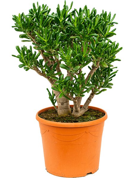 Crassula ovata 'Gollum', Busch, im 35cm Topf, H�he 70cm, Breite 45cm