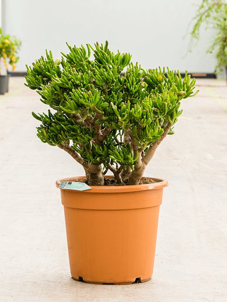 Crassula ovata 'Hobbit', Busch, im 32cm Topf, H�he 70cm, Breite 50cm