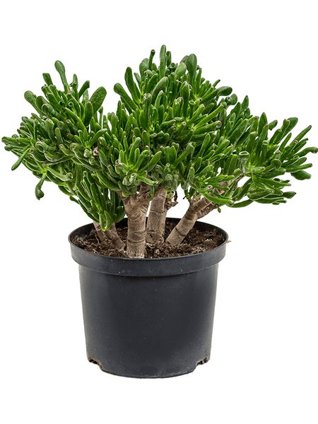 Crassula ovata 'Horntree', im 23cm Topf, H�he 50cm, Breite 35cm