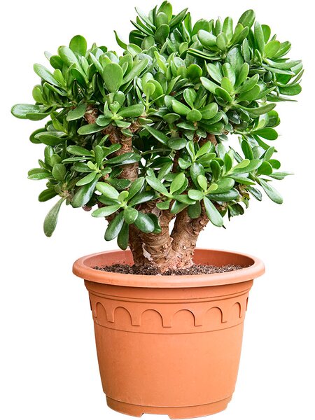 Crassula ovata 'Magical Tree', Busch, im 32cm Topf, H�he 65cm, Breite 45cm