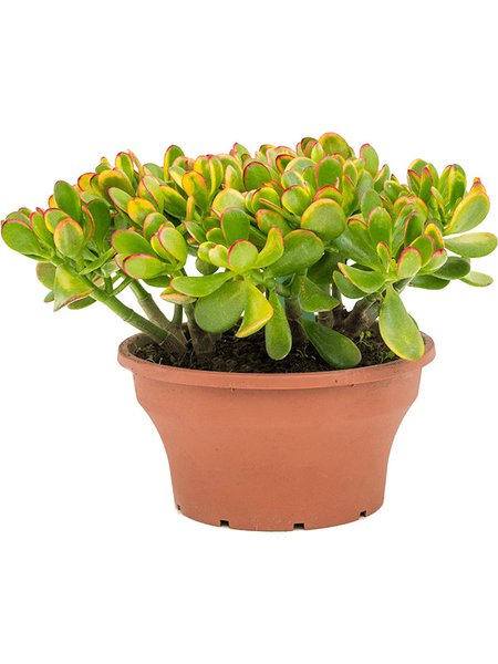 Crassula ovata 'Sunset', Busch, im 25cm Topf, H�he 40cm, Breite 30cm