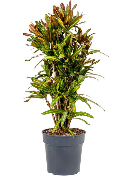Croton (Codiaeum) variegatum 'Mammi', Verzweigt, im 27cm Topf, H�he 100cm, Breite 40cm