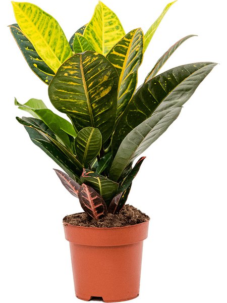 Croton (Codiaeum) variegatum 'Petra', im 17cm Topf, H�he 45cm, Breite 25cm