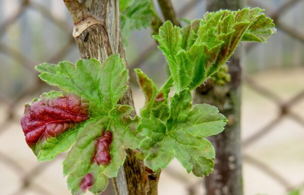 Puceron jaune du groseillier, Cryptomyzus ribis, d�formations des feuilles peu apr�s le d�bourrement