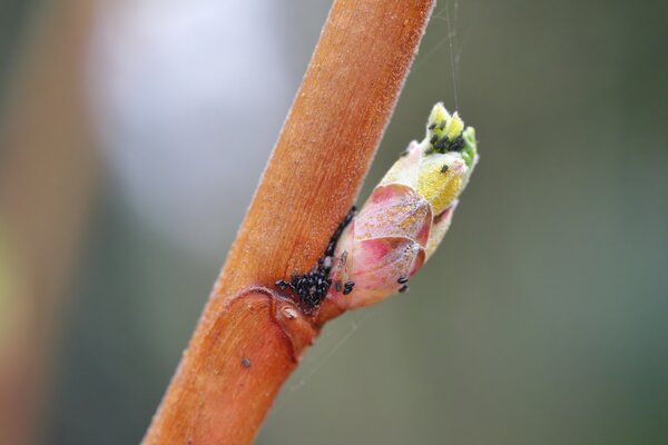 Puceron jaune du groseillier, puceron, Cryptomyzus ribis, ½ufs sur les �cailles des bourgeons