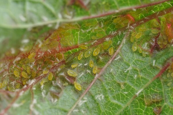Puceron jaune du groseillier, puceron, Cryptomyzus ribis, face inf�rieure des feuilles avec des pucerons