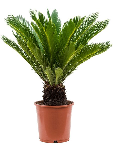 Cycas revoluta, Stamm, im 22cm Topf, H�he 65cm, Breite 60cm
