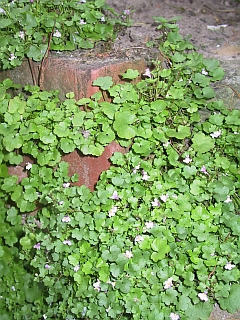Cymbalaria muralis