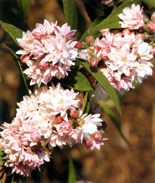 DEUTZIA x HYBRIDA 'PINK POMPON'