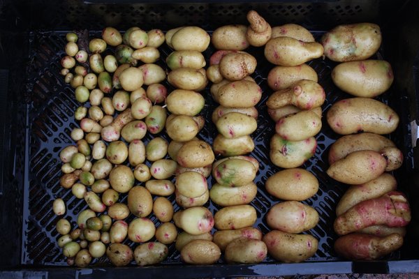 Pomme de terre, culture de la pomme de terre, planter des pommes de terre en pot, récolte de la pomme de terre