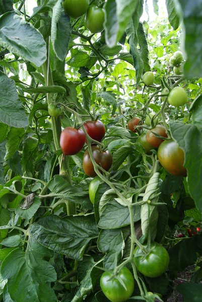 Salattomate Paul Robson BIO