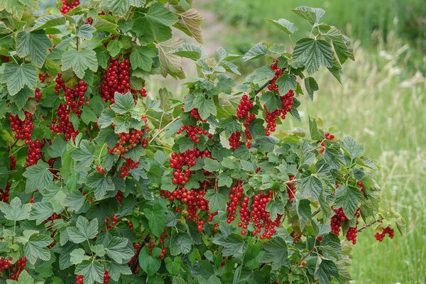 Groseille rouge, Ribes rubrum dans le jardin, rendement �lev�