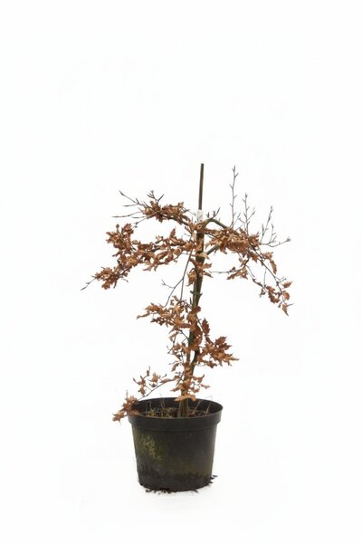 Rotbuche 'Rohan Green Weeping' 