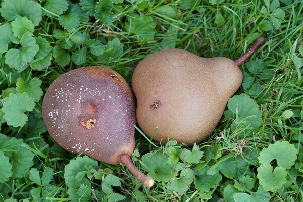 Fruits tomb&eacute;s, infestation par le carpocapse, Cydia pomonella, poire Uta