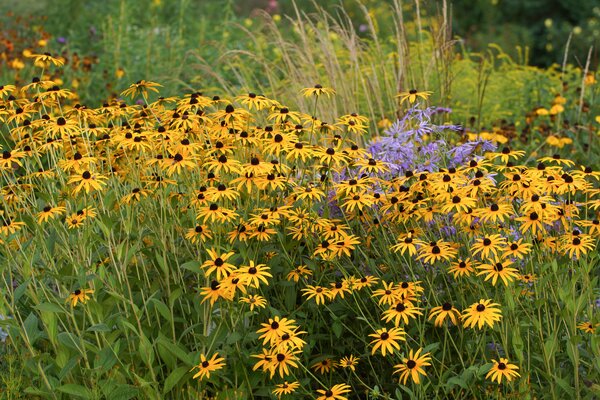 Association de vivaces avec rudbeckias, gramin&eacute;es ornementales, asters et autres plantes
