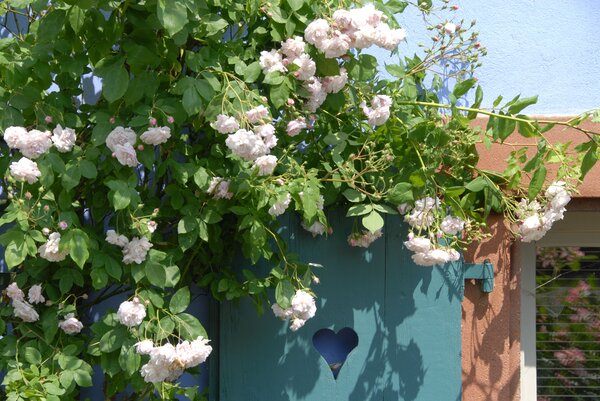 roses, r&eacute;sistance &agrave; la s&eacute;cheresse, pr&eacute;server l'humidit&eacute; du sol, s&eacute;cheresse dans le jardin