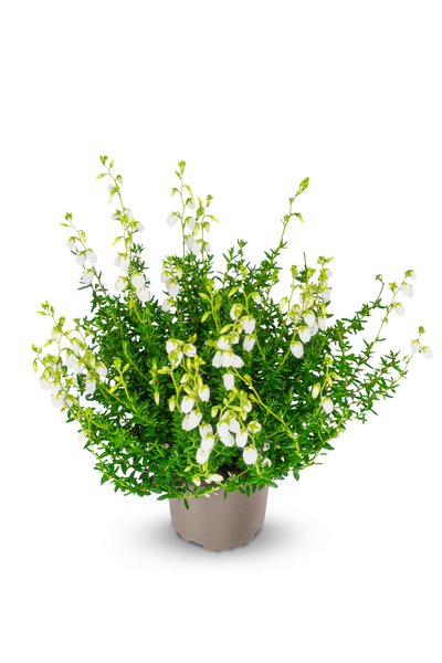 Irische Glockenheide 'Alberta White'