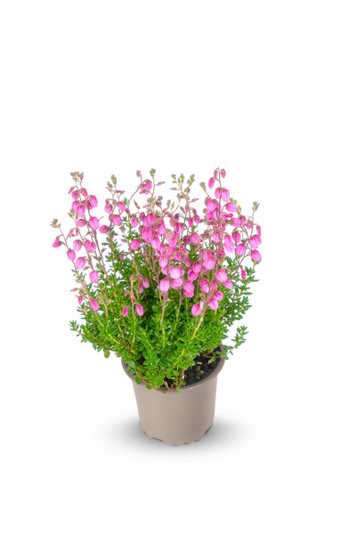Irische Glockenheide 'Annika'