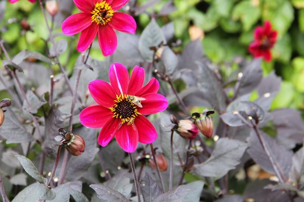 Dahlia 'Bishop of Canterbury'� (lot de 2), Les dahlias � feuillage fonc�