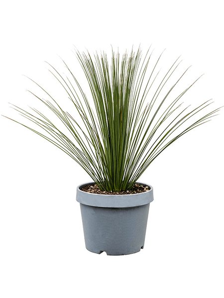 Dasylirion longissimum, Stamm, im 38cm Topf, H�he 100cm, Breite 100cm