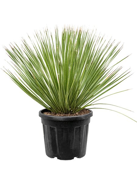 Dasylirion serratifolium, Stamm, im 40cm Topf, H�he 100cm, Breite 100cm