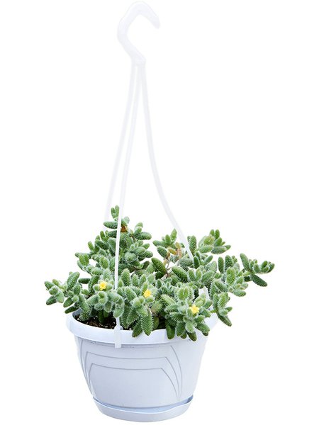 Delosperma hispidum, Ranker, im 14cm Topf, H�he 20cm, Breite 20cm
