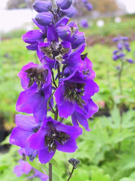 Bl�te Rittersporn 'Black Knight'
