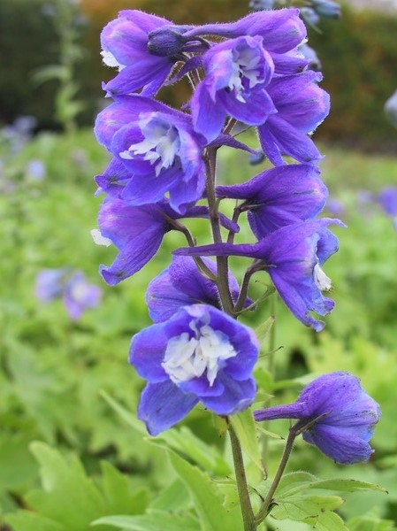 Delphinium Pacific-Hybr. 'Blue Bird'