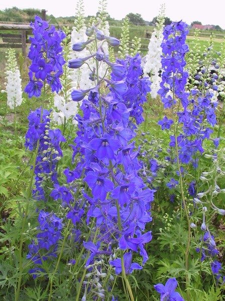 Delphinium x belladonna 'V�lkerfrieden'