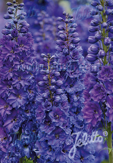 Delphinium x el. F1 'Pagan Purples'