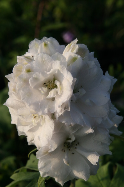 Delphinium x elatum F1-Hybride 'Double Innocence'