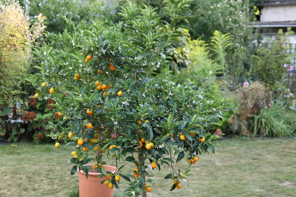 Kumquat ovale Kumquat fortunella margarita Lubera