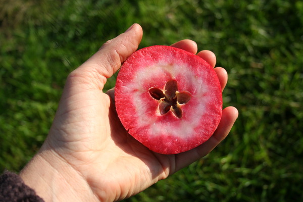 Variétés de pommes sucrées Pomme Redlove Odysso lubera