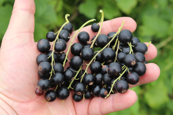 Pourquoi le cassis est-il si bon pour la sant� ?
