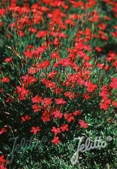 Dianthus deltoides Billant, Staude, P�ppel