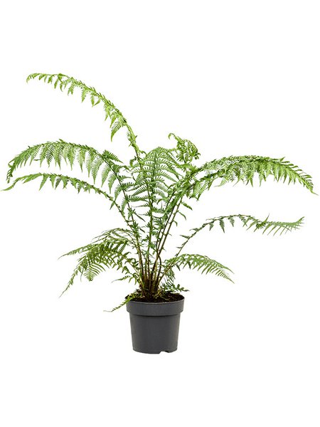 Dicksonia antarctica, Stamm, im 26cm Topf, H�he 70cm, Breite 50cm
