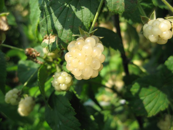 Mûre blanche Polar Berry