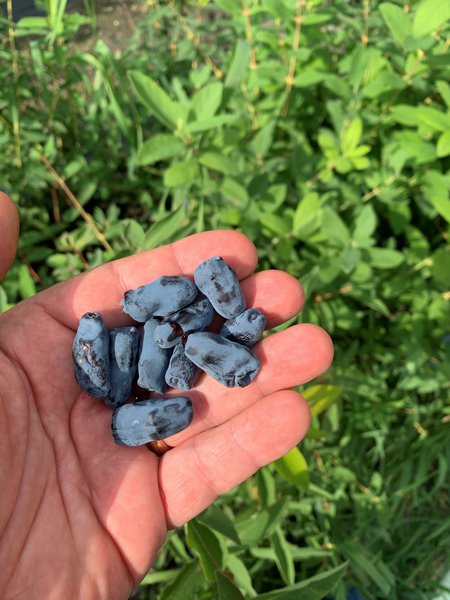 Baies de Mai Erstbeere Lonicera caerulea Lubera