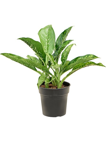 Dieffenbachia 'Crocodile', Busch, im 21cm Topf, H�he 50cm, Breite 40cm