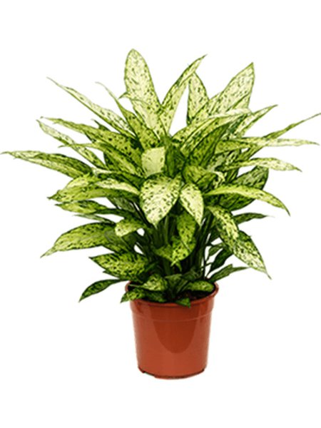 Dieffenbachia 'Vesuvius', Busch, im 27cm Topf, H�he 70cm, Breite 50cm
